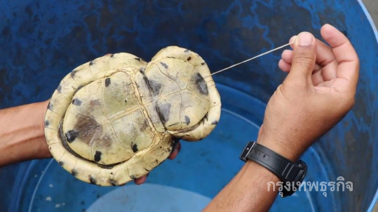 ฮือฮา! ชาวบ้านตกปลาได้เต่ารูปร่างกระดองประหลาด 