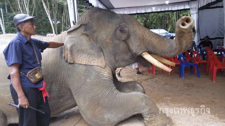 เปิดใจเมียควาญช้าง เล่าความน่ารักของ 'พลายพนม'