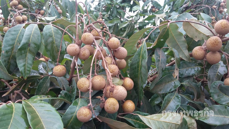 ขอ 'กรมราชทัณฑ์' ซื้อลำไยเป็นอาหารว่าง 'นักโทษ'