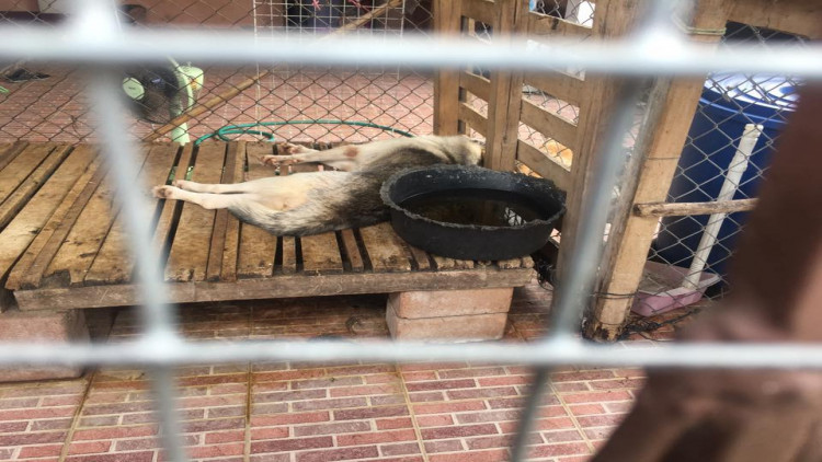 แชร์กระหึ่ม ปิดบ้านทิ้ง 'ไซบีเรีย' นอนตายอนาถ