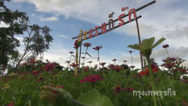 เที่ยวเชิงเกษตร ชมทุ่งดอกไม้ 'ถึงแรตก็รัก' อ.บางระกำ