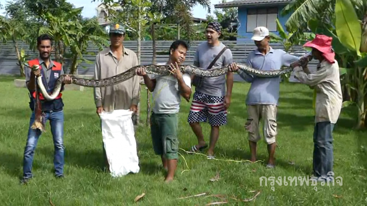 ผวา! งูเหลือมยักษ์ยาว 5 เมตรหิวโซเขมือบแมว