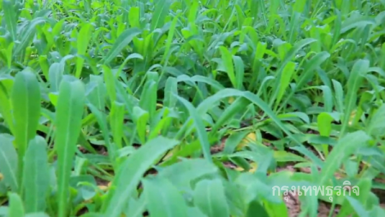 ปลูก'ผักลิ้นห่าน'ตำนานผักริมทะเลสร้างรายได้กก.ละ200บาท
