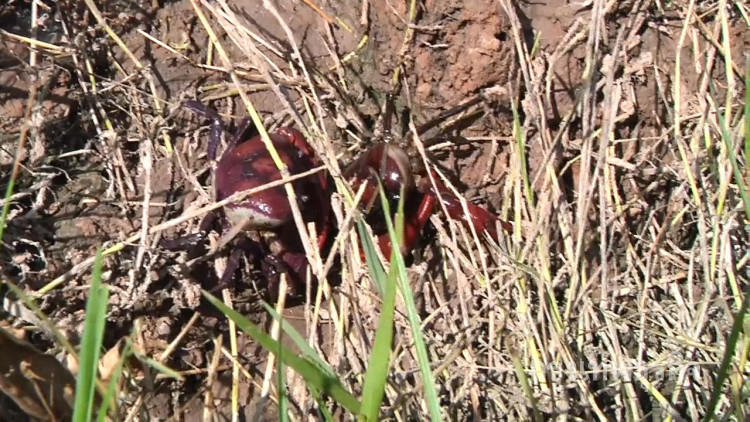 เร่งส่งเสริม'เลี้ยงปูนา'ป้อนร้านส้มตำ สร้างรายได้