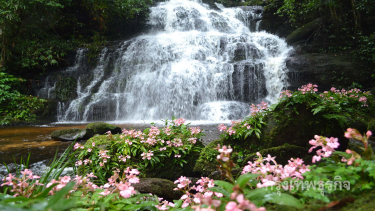 เดินป่าชม'ดอกลิ้นมังกรสีชมพู'ที่น้ำตกหมันแดงภูหินร่องกล้า