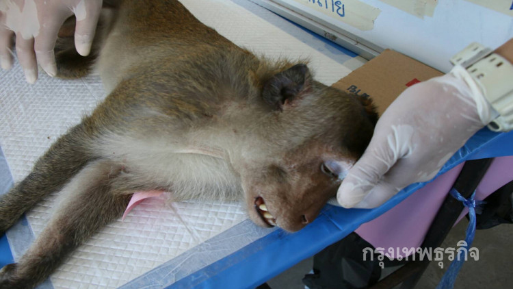 จับลิงทำหมันลดประชากร แก้ปัญหาแบบบูรณาการ