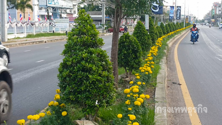 ดอกดาวเรืองบานสะพรั่งเกาะกลางถนนที่สมุทรสงคราม