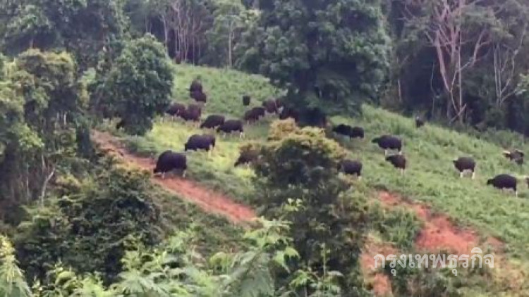 กระทิงพื้นที่เขาใหญ่ถูกยิงอีกแล้ว
