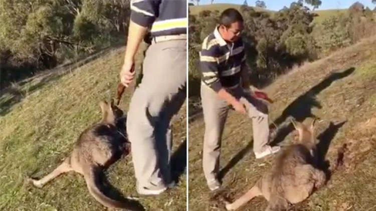 ออสเตรเลียสอบคลิปชายจีนเชือดคอจิงโจ้เลือดเย็น