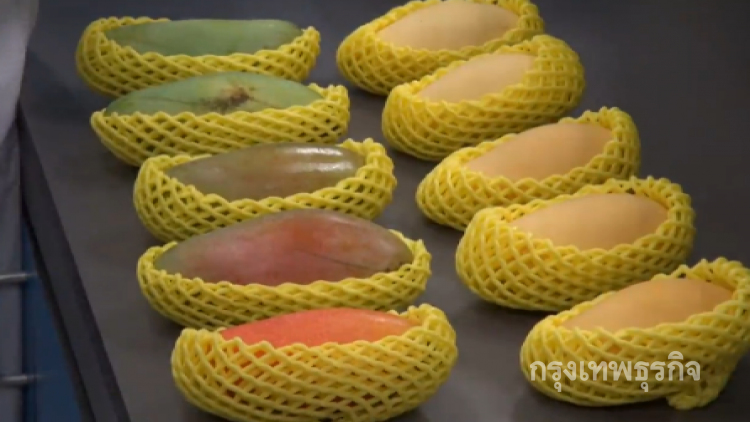 อาจารย์ มน.ค้นพบสารต้านมะเร็งใน'มะม่วงมหาชนก' 