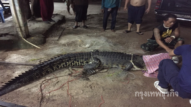 ประสานกรมประมง รับตัวจระเข้หนัก200กก.