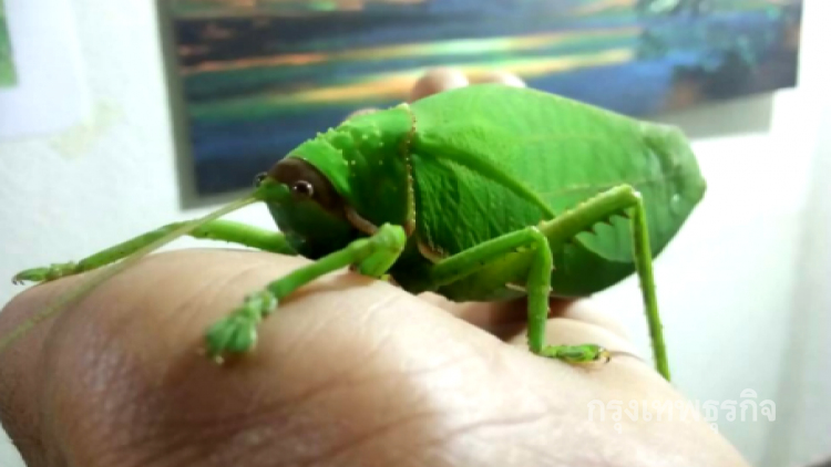 ฮือฮา! พบตั๊กแตนยักษ์ส่งเสียงดังโหยหวนตอนกลางคืน