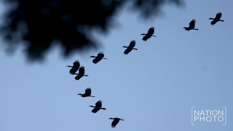 ยิปซีแห่งพงไพร นกเงือกกรามช้างปากเรีย @ป่าฮาลาบาลา