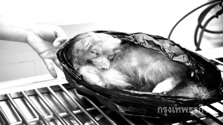 เจ้าของฟาร์มพร้อมแจ้งความหากพบเจตนาฆ่าสุนัข