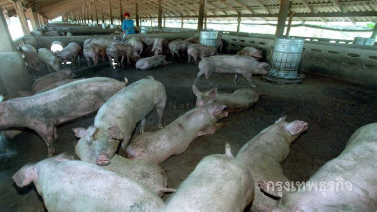 ผู้เลี้ยงหมูกว่า100คนโร่ค้านนำเข้าหมูมะกัน!!