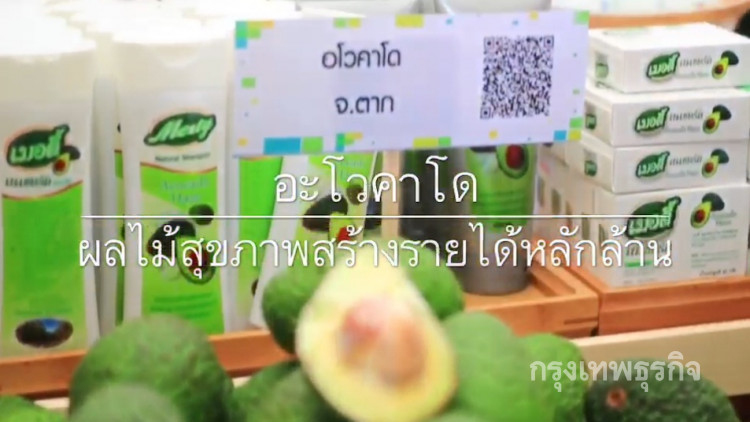 “อะโวคาโด” นิวซีแลนด์ ปลูกและโตที่จ.ตากทำเงินล้าน