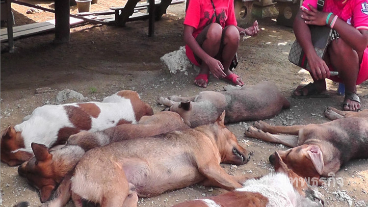 อึ้ง!! แปดริ้วครองแชมป์คนถูกหมาบ้ากัดตายอันดับ1ของปท.