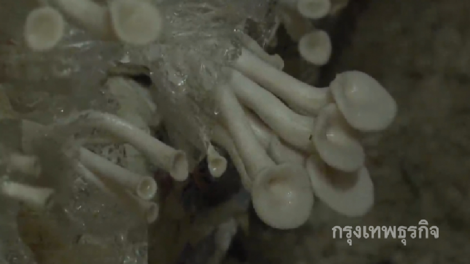 'เพาะเห็ดฟาง' สร้างงานสร้างอาชีพ