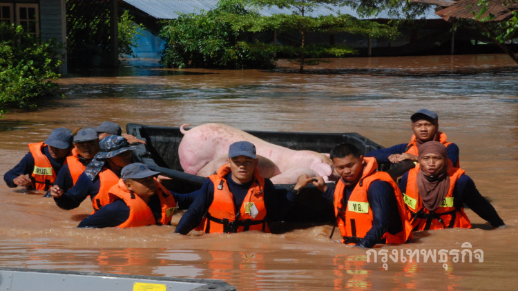 เจ้าของร่ำไห้! น้ำทะลักฟาร์มหมู สูญเงินกว่า 2.5 แสน