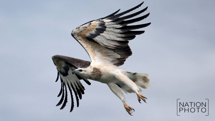 เหยี่ยวปลาใหญ่หัวเทา มัจจุราช เหนือท้องน้ำฮาลาบาลา