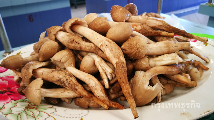 'เห็ดโคน'ขายดี! ราคาพุ่ง กก.ละ 450 บ.