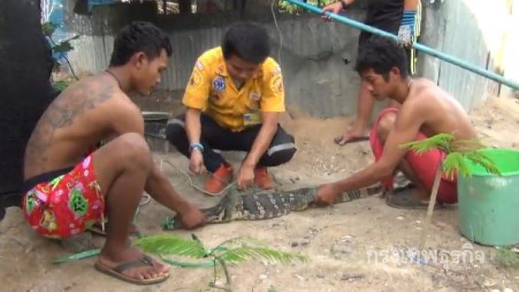 ไก่ชนฮึดสู้ หลังตัวเงินตัวทองเข้าไปหวังกิน