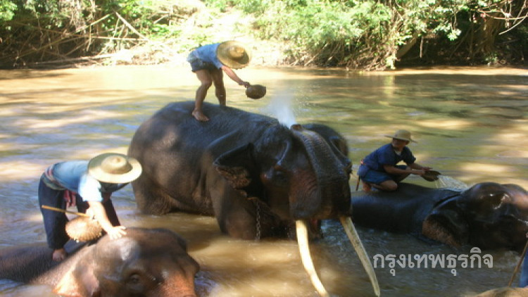 ฝรั่งเก็บขี้ช้างทำปุ๋ย ชี้เปลี่ยน 'ขี้ช้าง' เป็นทอง 