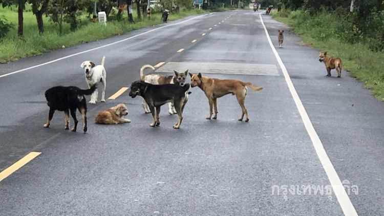 สะเทือนใจ! สุนัขกว่า 50 ตัวเฝ้าเพื่อนถูกรถชนกลางถนน
