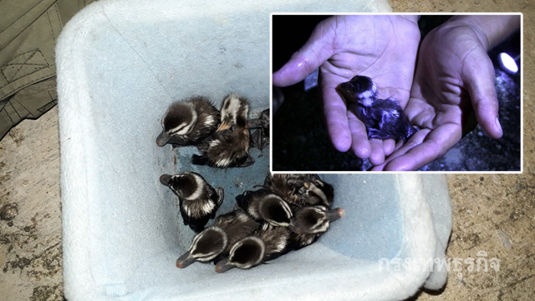 เกือบไม่ได้บิน! 'ลูกนกเป็ดน้ำตกท่อ กู้ภัยพิษณุโลกเข้าช่วย