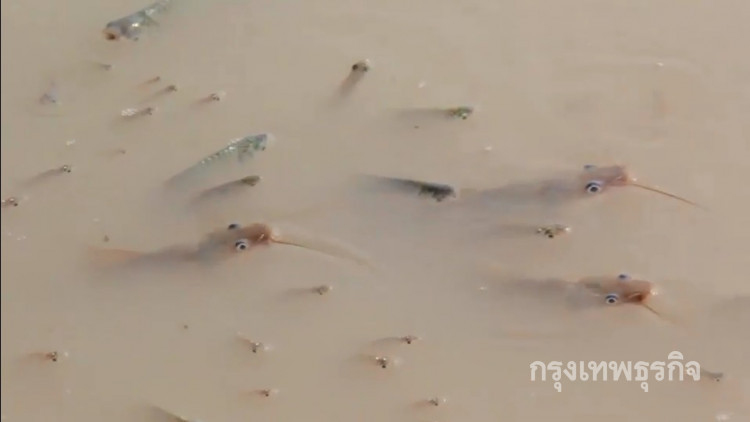 วอนตรวจสอบ! พบปลาลอยหัวเหนือน้ำ คาดรง.ปล่อยน้ำเสีย