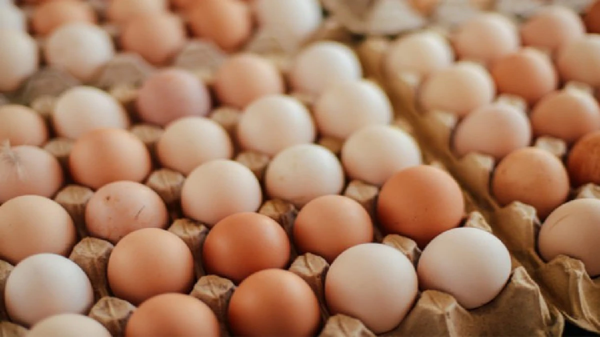 เล็งคุย 'ซีพีเอฟ-เบทาโกร' ลดพ่อแม่พันธุ์ที่5.5แสนตัว หลังไข่ไก่ราคาตก