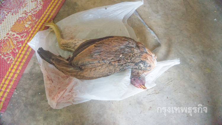 2โจรเมียนมาขโมยไก่ชนตัวละหมื่น