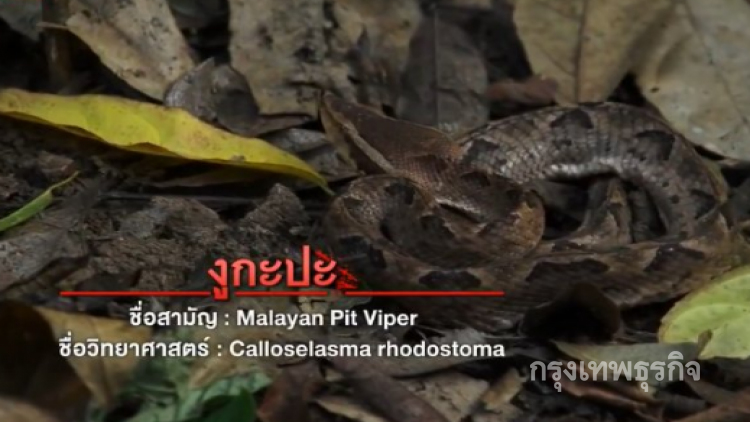 เตือนหน้าฝนระวัง 'งูพิษ' 7 ชนิดกัดถึงตาย
