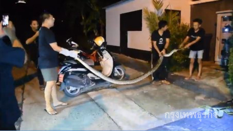 หนุ่มเจ้าของร้านอาหารผงะ เจองูเหลือมขวางเต็มถนน