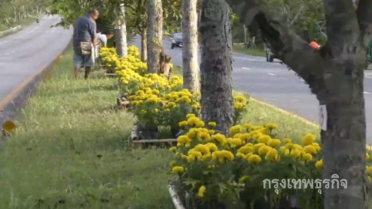 ชาวบ้านจ.ตรังพร้อมใจกันปลูกดาวเรืองบนเกาะกลางถนน