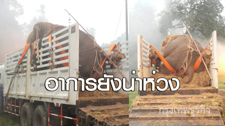 อาการ 'ช้างป่า' ยังน่าห่วง