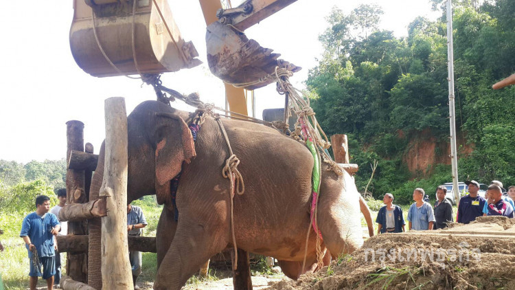 สรุปอาการบาดเจ็บช้างป่า สร้างความเสียหายต่อระบบประสาท