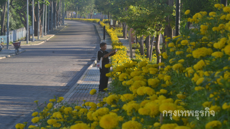 ดาวเรืองบานสะพรั่งริมถนนวังจันทน์ ระยะทางยาว 1.5 กม.