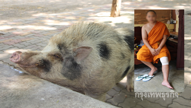 จับ'เจ้าโชค'หมูป่าที่ใช้เขี้ยวแทงพระบาดเจ็บขังคอก