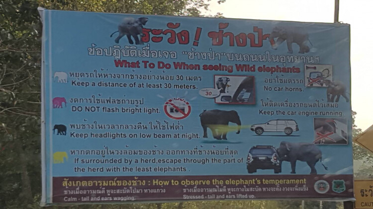 ช้างป่าเขาใหญ่เหยียบรถนักท่องเที่ยวเสียหาย 2 คัน