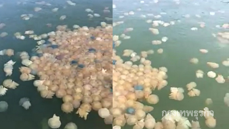 ฮือฮา! 'แมงกะพรุนถ้วยหลากสี' อวดโฉมที่ทะเลตราด