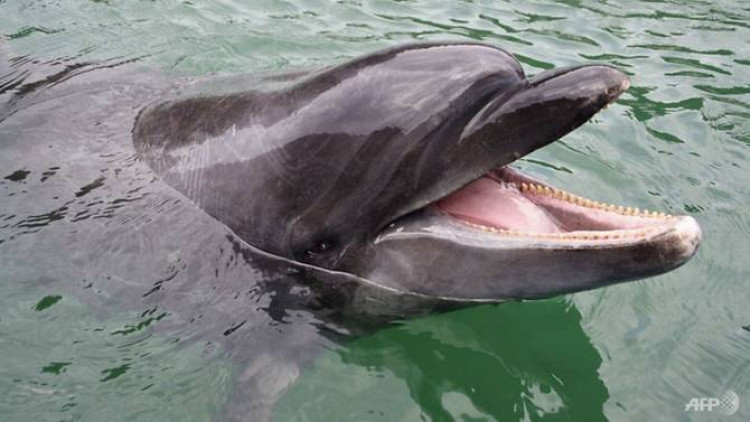 โลมาอายุยืนสุดในโลกสิ้นใจ