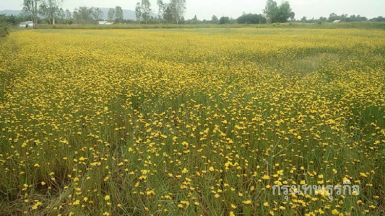 รับลมหนาว! ดอกกระถินทุ่งบานนักท่องเที่ยวแห่เซลฟี่ 