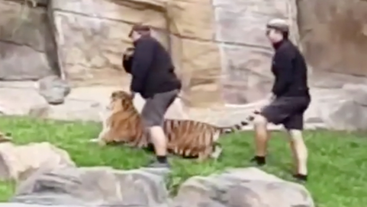 ดรีมเวิลด์ออสเตรเลียแก้ตัวคลิปผู้ฝึกตบหัวเสือ