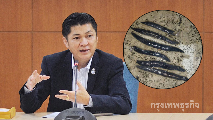 เกษตรฯ ฟันธง! 'หนอนตัวแบนนิวกินี' ไม่ใช่ศัตรูพืช