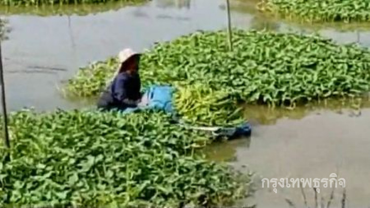 จากบ่อเลี้ยงปลา สู่สวนผักบุ้งจีนลอยน้ำสร้างรายได้งาม