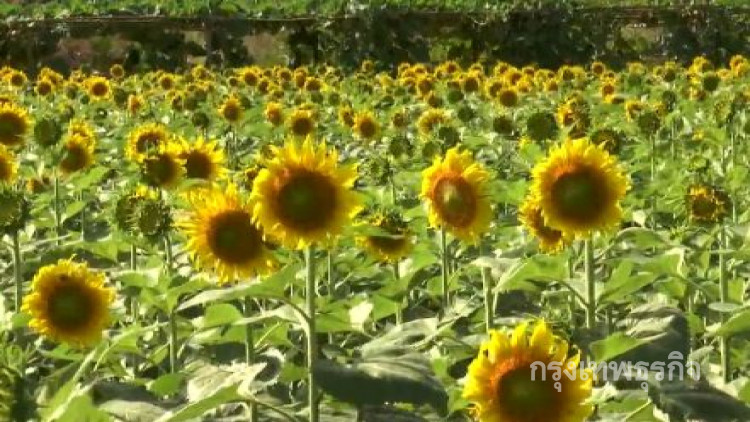 นทท.แห่ชมดอกทานตะวันยักษ์ แน่นศูนย์วิจัยเกษตรโคราช