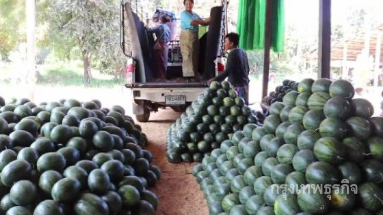 ตลาดแตงโมกาฬสินธุ์คึกคัก ราคาตกยังดีกว่าทำนาขาดทุน