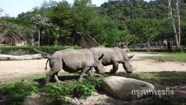 สวนสัตว์เปิดเขาเขียวเปิดตัว ‘แรดขาว’ จากแอฟริกาใต้