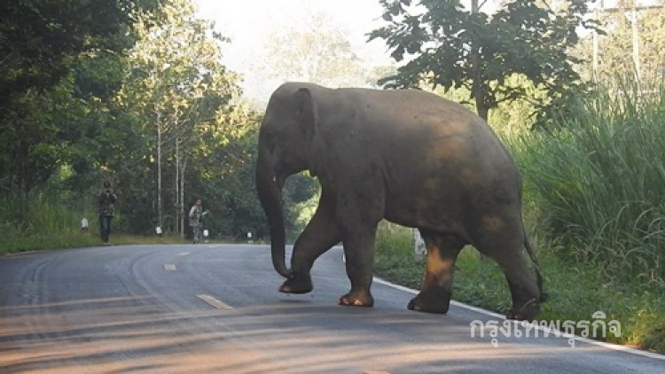 เตือนดังๆ ระวังช้างป่าข้ามถนนช่วงทองผาภูมิ-บ้านไร่ 